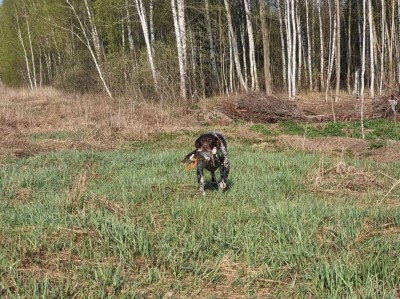 OHOTESTET Cilya (Охотэстет Циля)